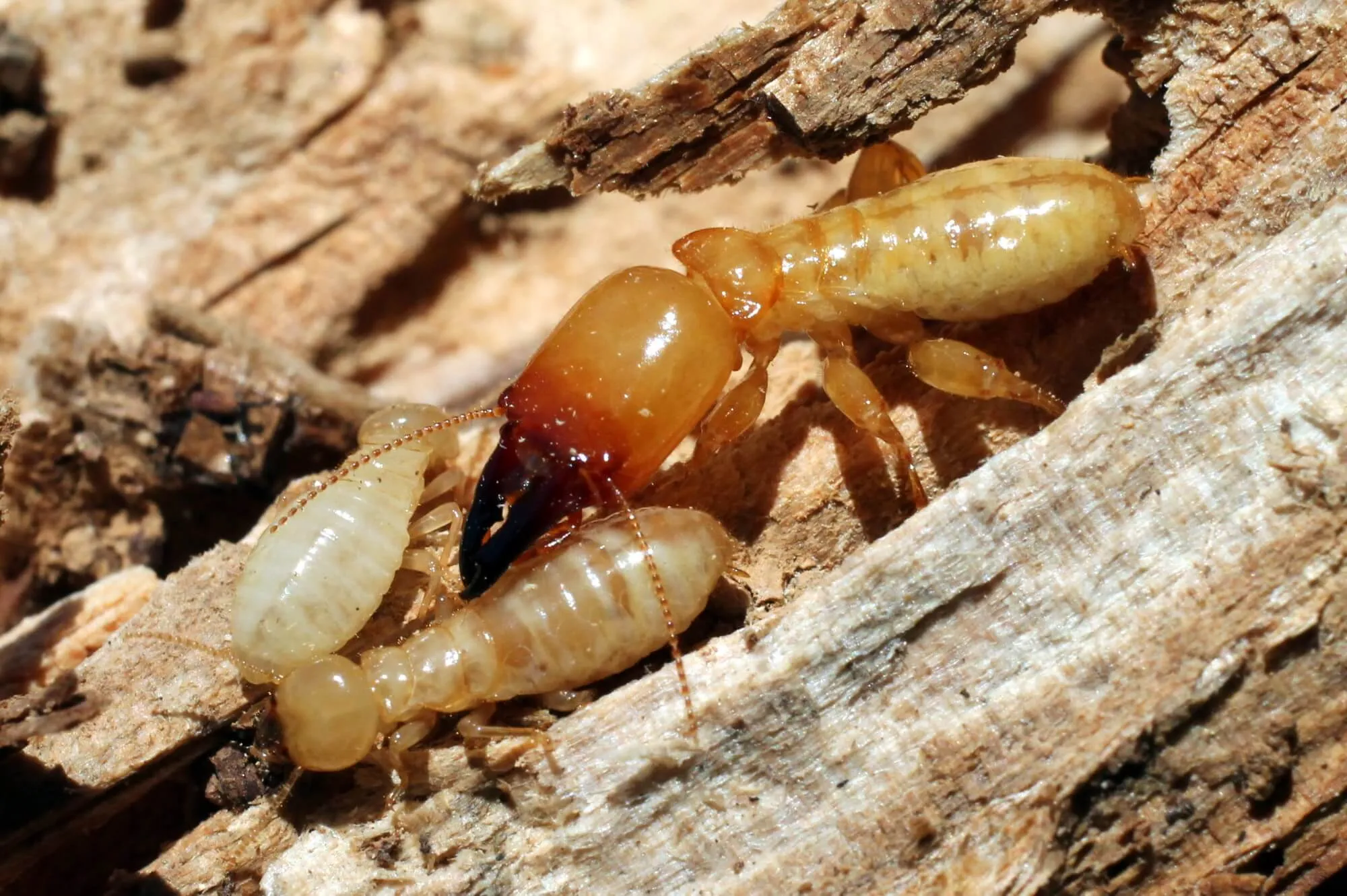 termite damage