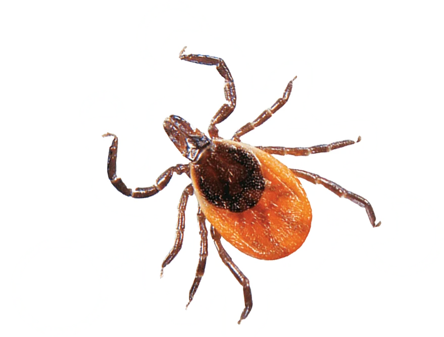 pest control for ticks