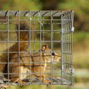 A small brown squirrel captured inside a metal wire live trap cage for safe and humane relocation outdoors.