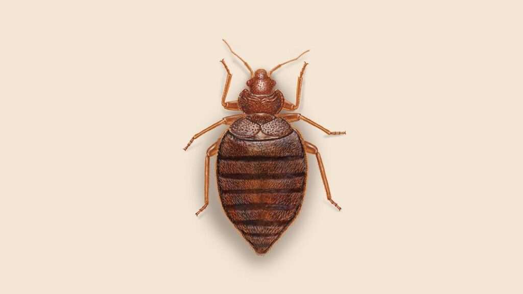 Bed bug removal in new york