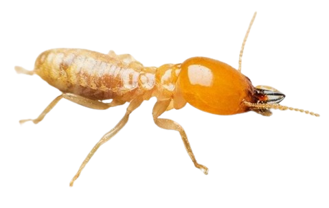 termite control