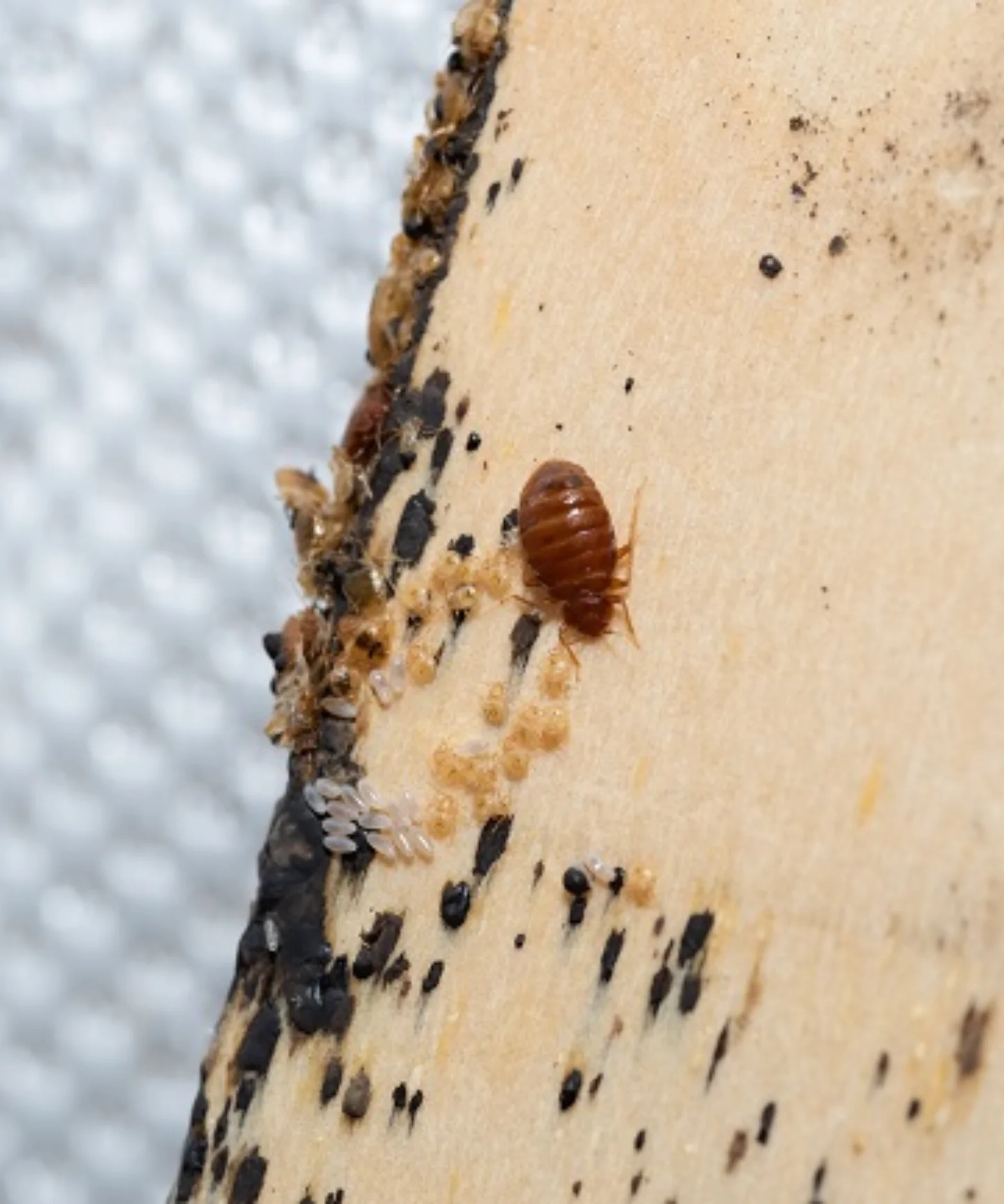 bed bug control services ny