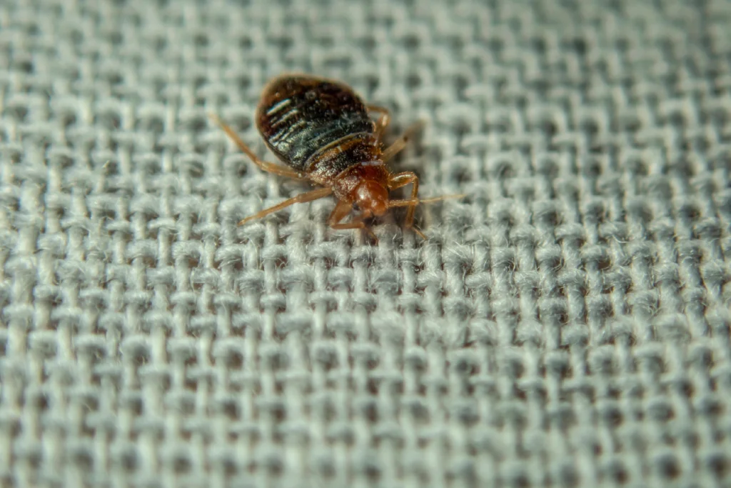 bed bug exterminator bronx nyc