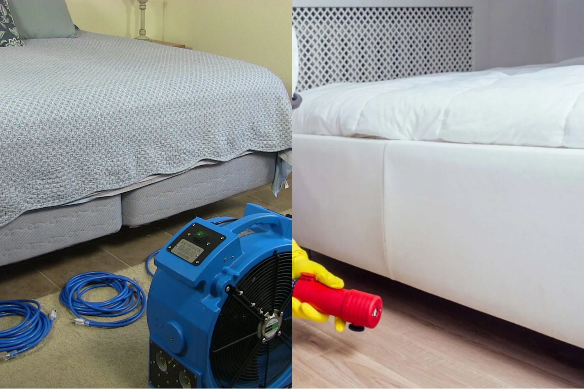 heat treatment for bed bugs in new york