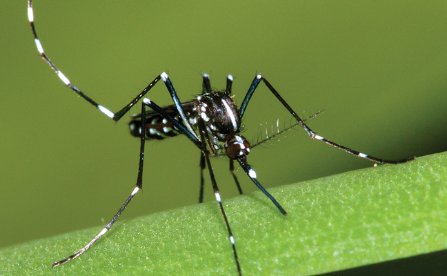 best mosquito control near me