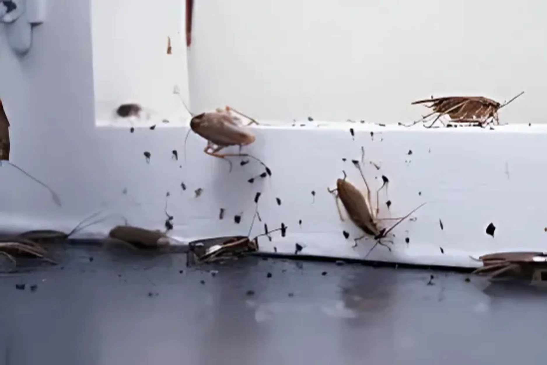 exterminator for roaches