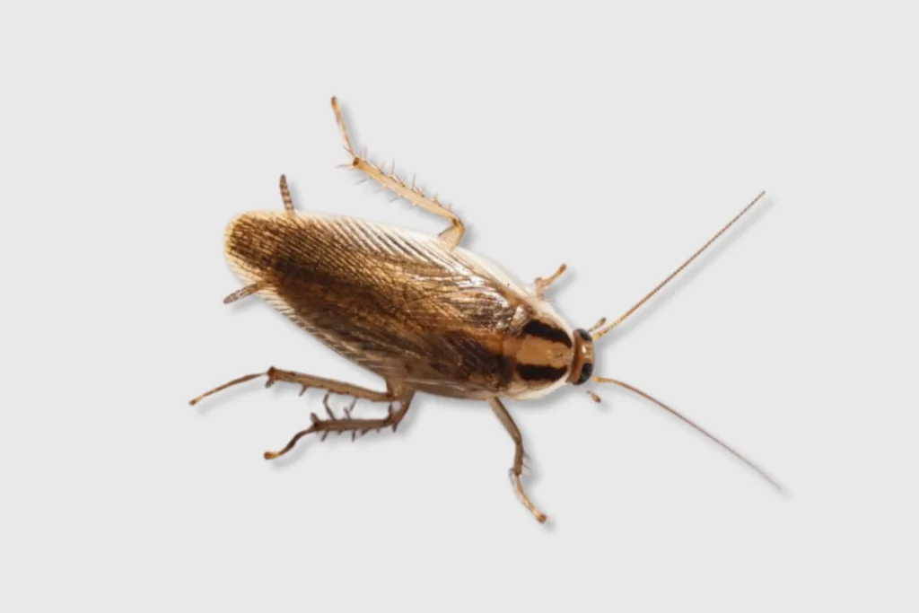 roach control