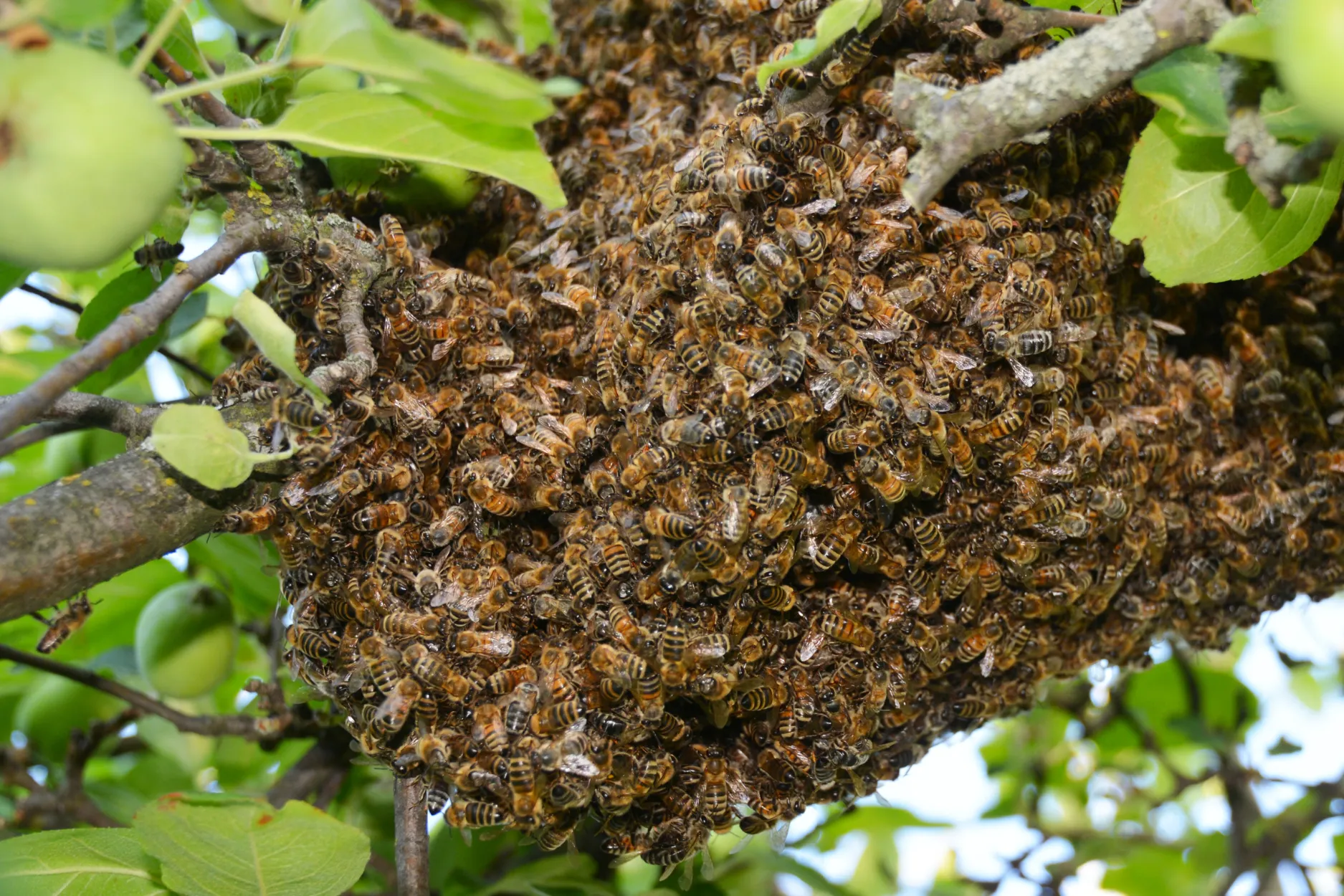 bee exterminator staten island