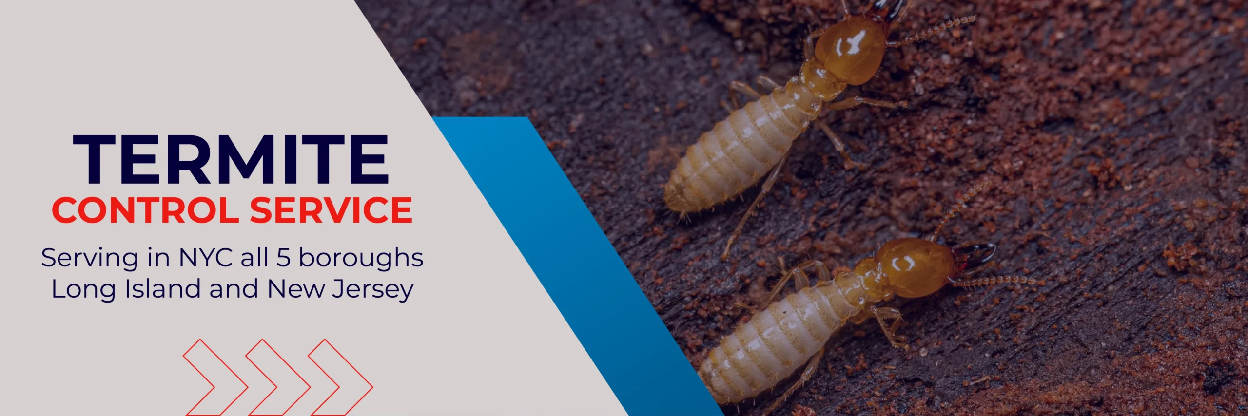 Termite Control Services in NY