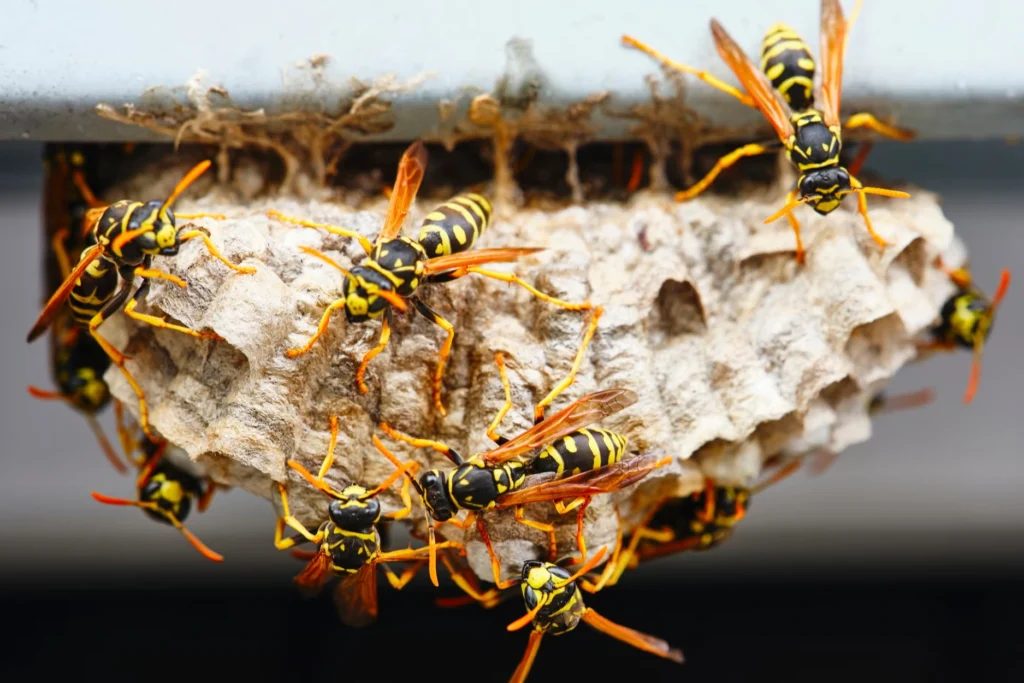 Bee and Wasp Control in Long Island