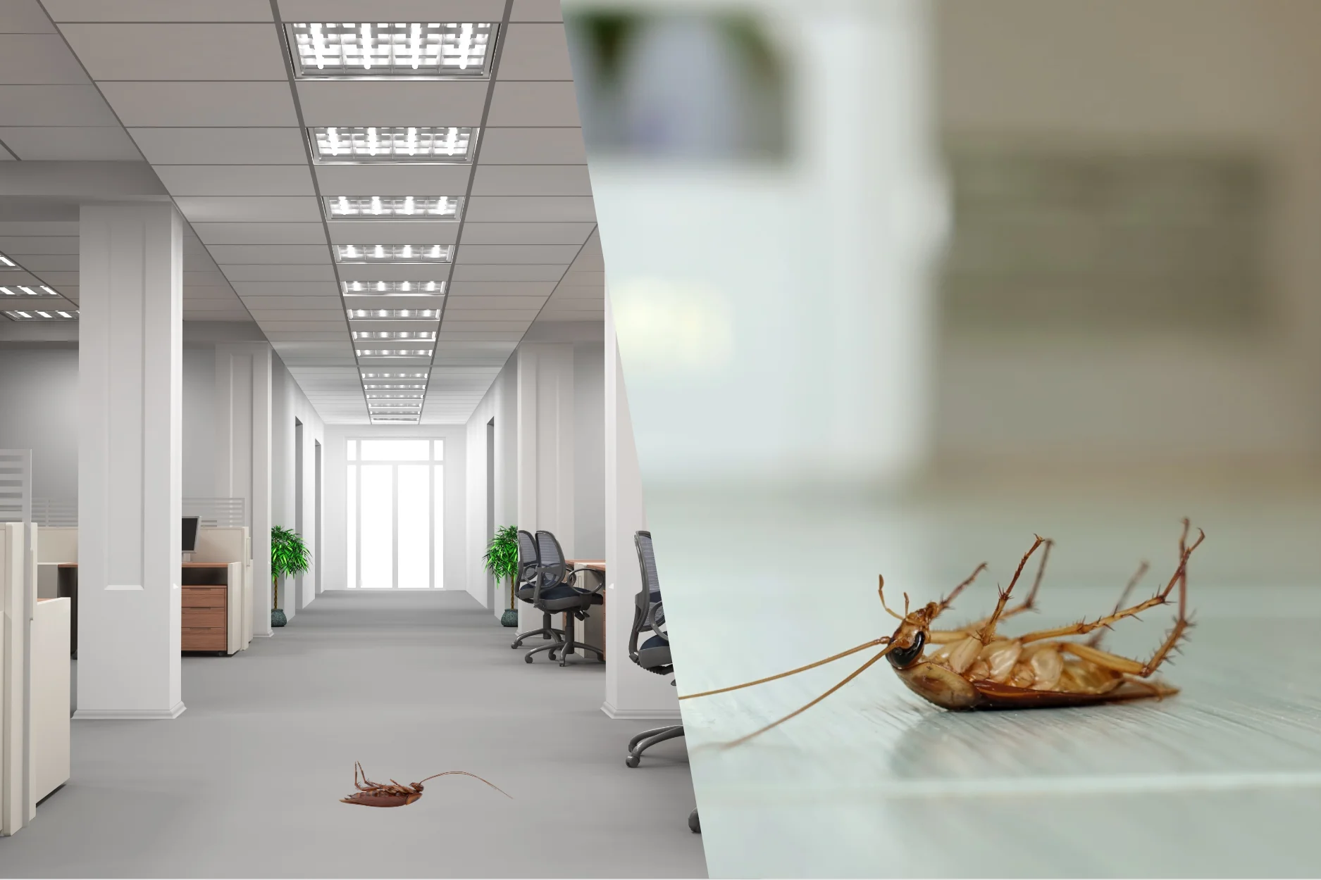 pest control roaches