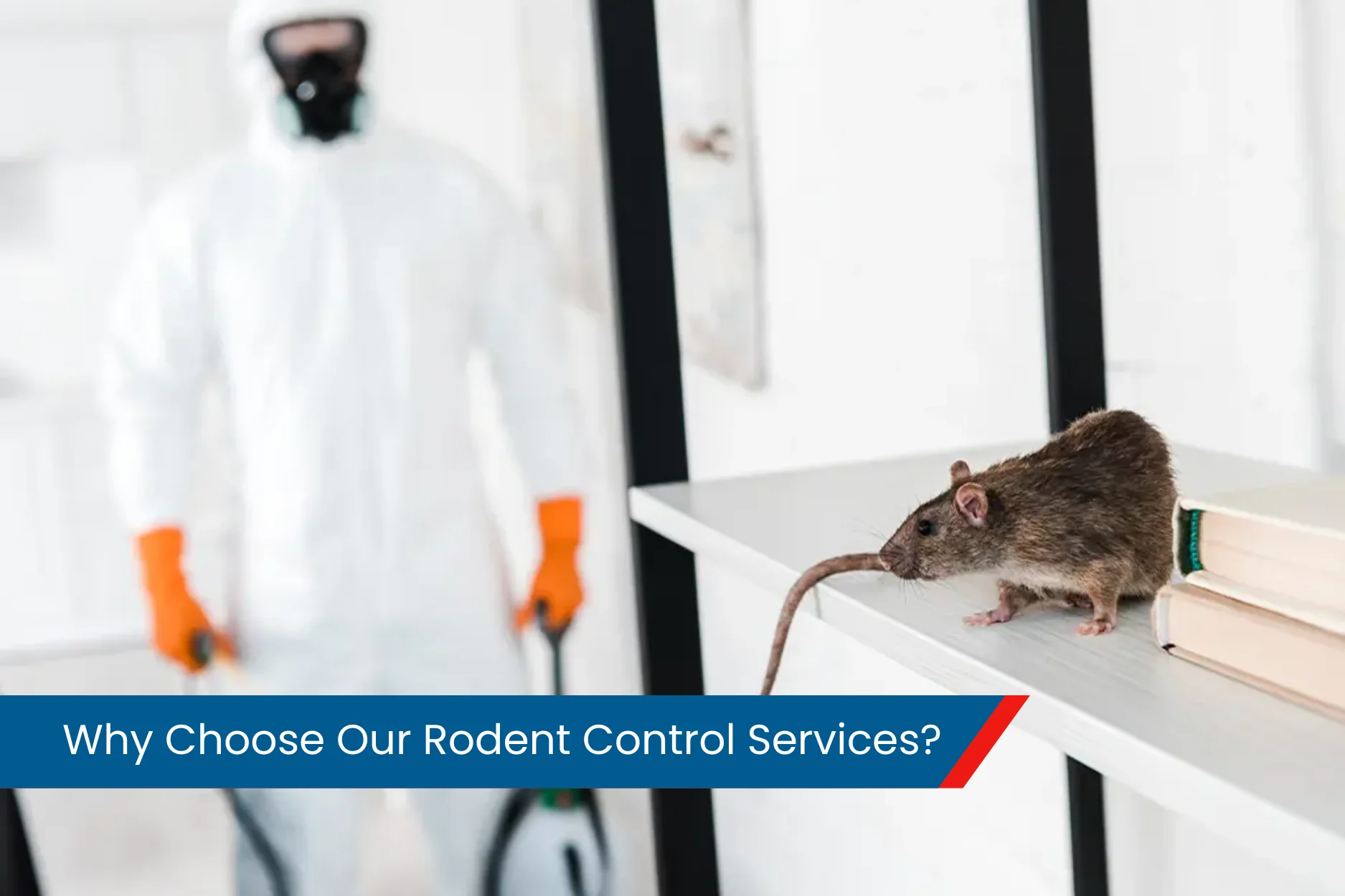 best rodent control