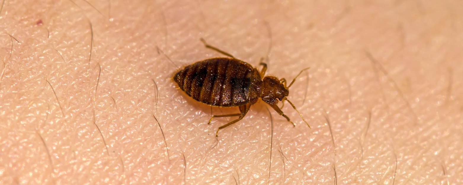 bed bug exterminator brooklyn ny