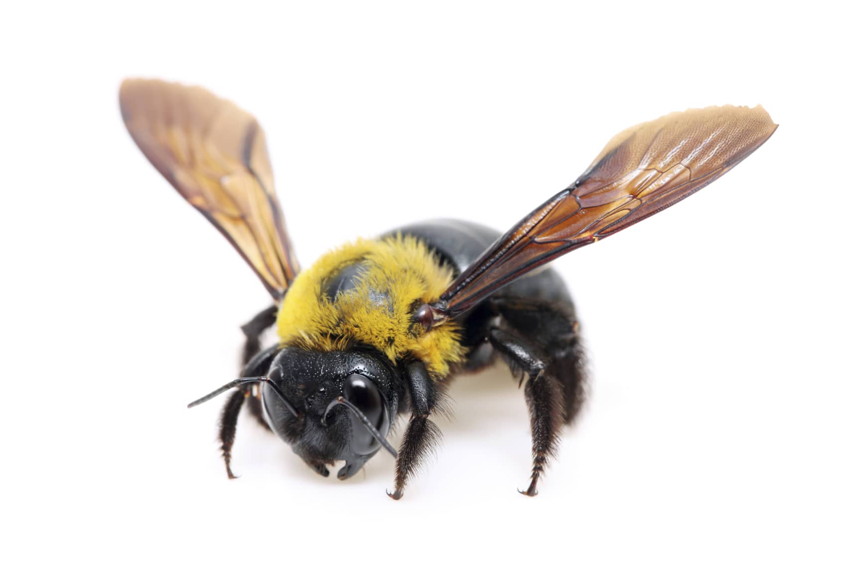 Bee control services NY