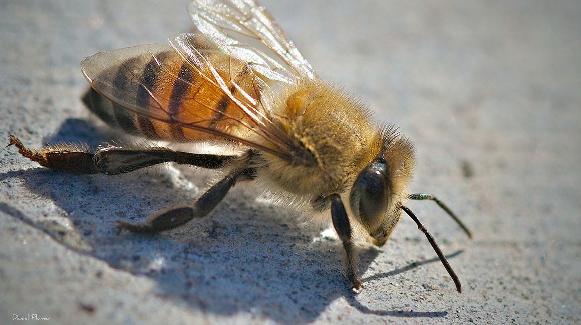 bee wasp exterminator