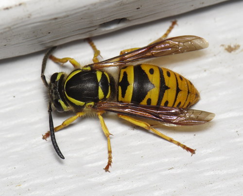 exterminator for wasps