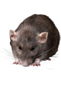 rat paste control