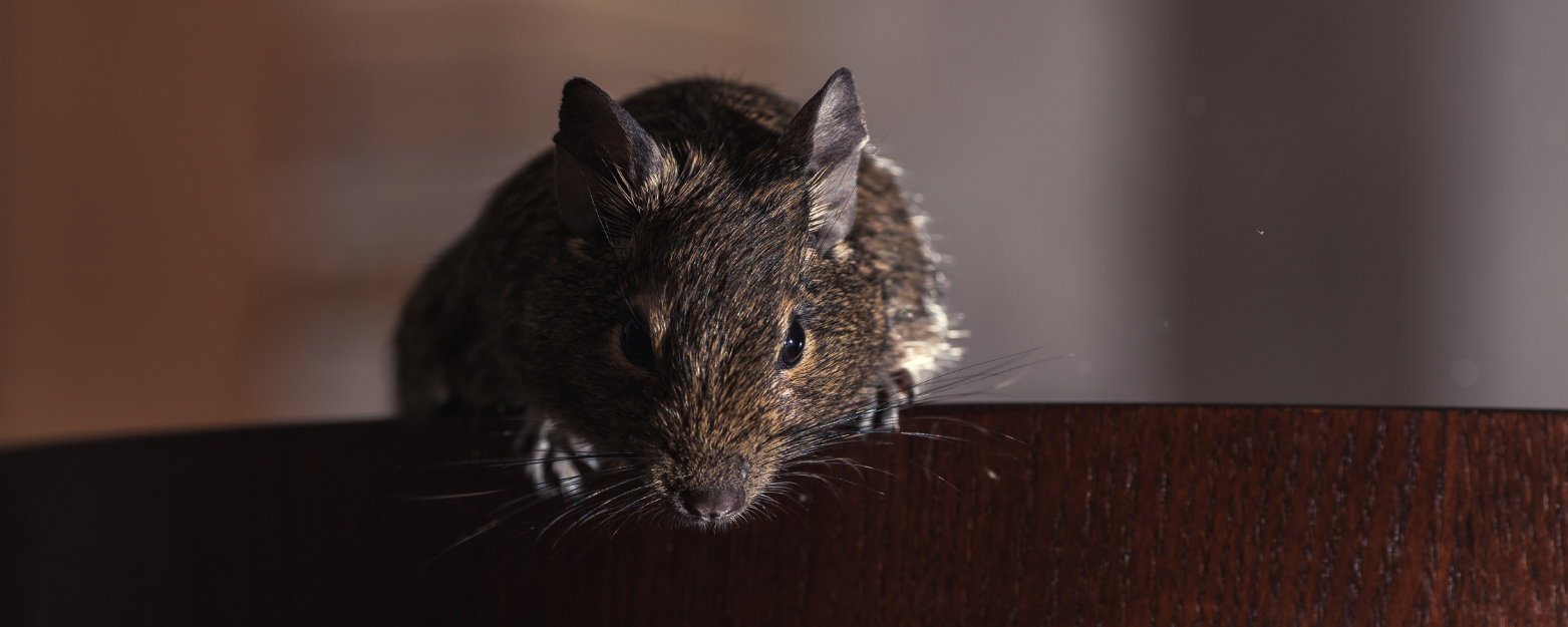 Rodent Control in Bronx