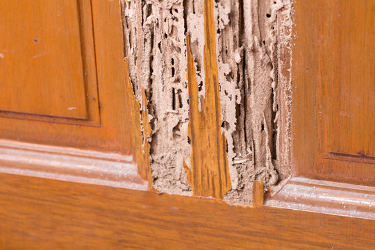 Severe termite infestation damage on wooden door frame, showing hollowed and chewed wood structure as a clear sign of termite Infestation.