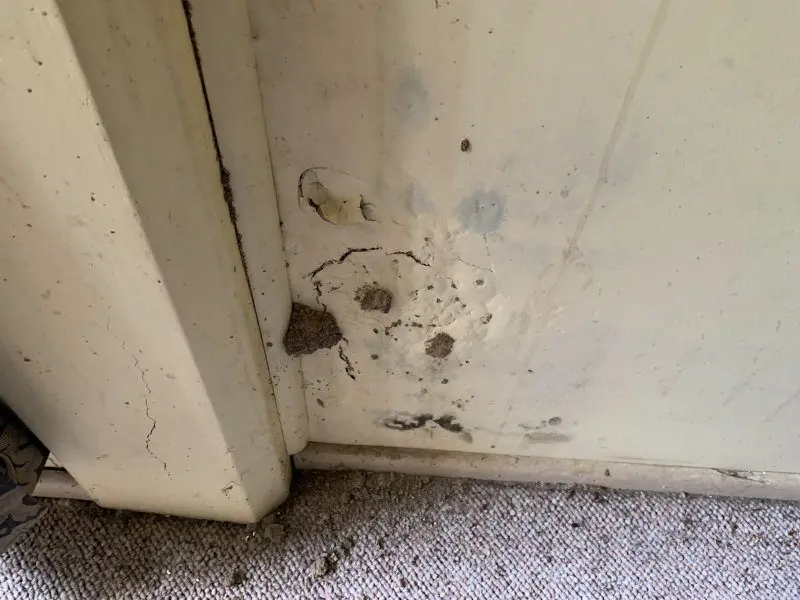 Bubbling paint and warped wood near baseboard with visible termite mud on interior wall, a clear sign of termite infestation.