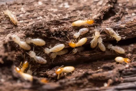 Close-up of termites crawling through damaged wood, showing clear signs of termite infestation in wooden structures.