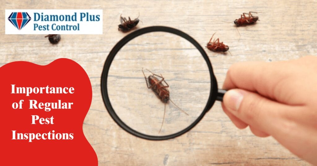 Magnifying glass inspecting cockroaches with Diamond Plus Pest Control logo, highlighting regular pest inspections
