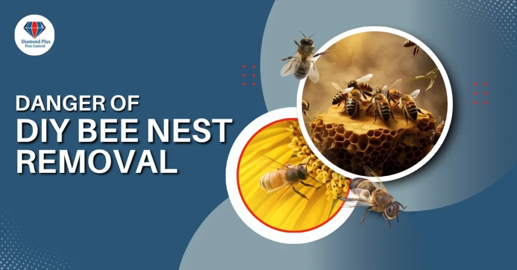 Close-up of bees on honeycomb and flower with text warning about dangers of DIY bee nest removal.