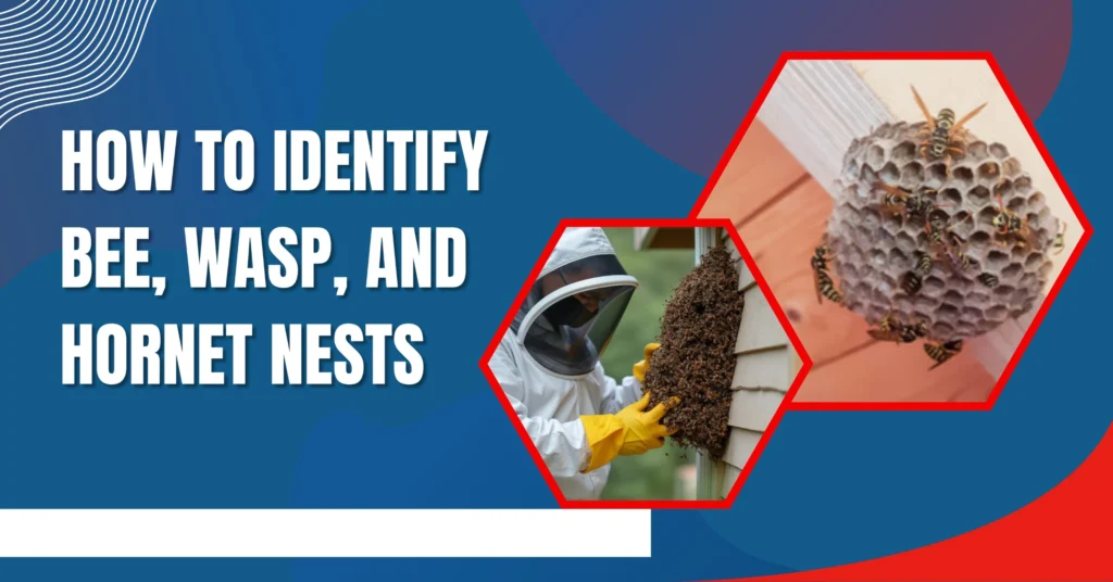 Beekeeper inspecting a bee hive on a house wall and close-up of a wasp nest under roof eaves, illustrating how to identify bee, wasp, and hornet nests.