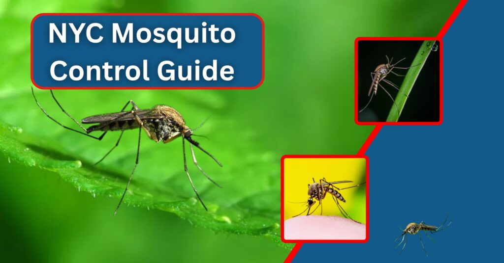 Close-up mosquitoes on leaves and skin illustrating NYC mosquito control, prevention tips, and bite protection guide.