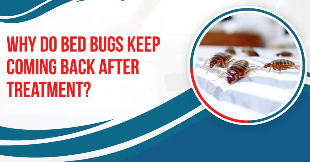 ed bugs on mattress showing why bed bugs keep coming back after treatment and how infestations persist without prevention.