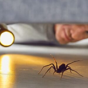 spider exterminator