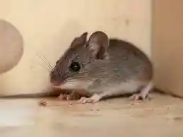 A small brown house mouse with large ears and black eyes sitting on a light-colored wooden surface in a home corner.