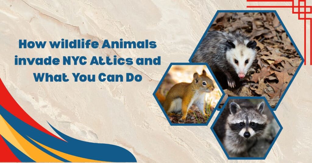 Raccoon, squirrel, and opossum shown as common wildlife animals that invade NYC attics, illustrating urban wildlife control and prevention.