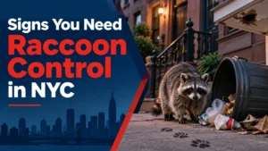 Signs You Need Raccoon Control in NYC
